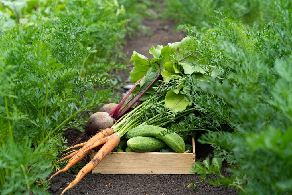 a-box-of-vegetables-from-the-garden-environmental-2023-11-27-05-35-18-utc(1)