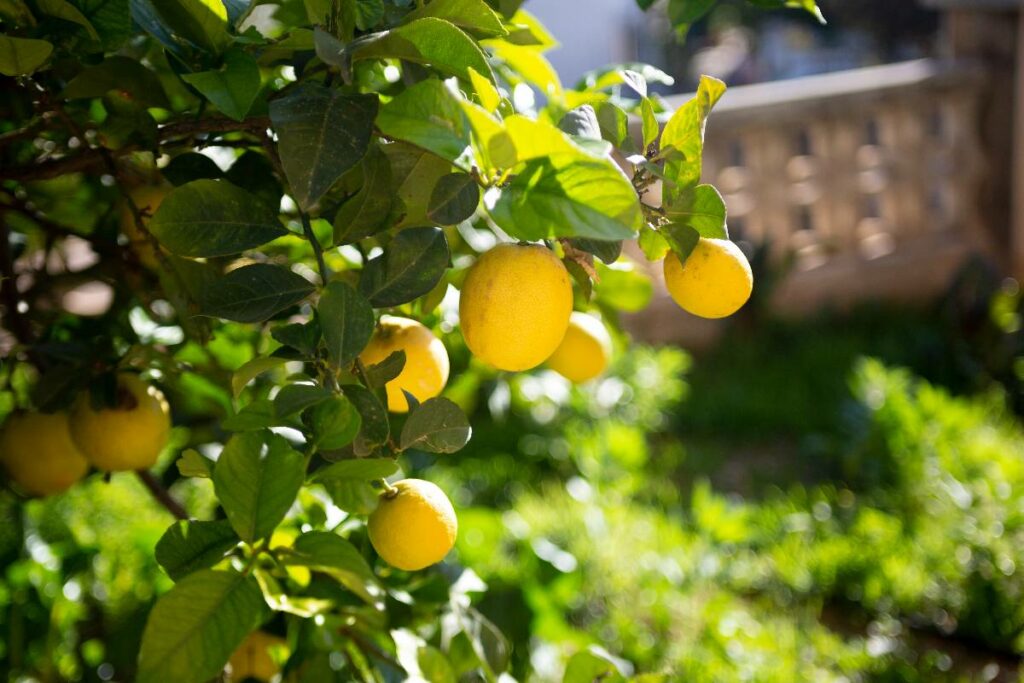 closeup-shot-of-the-bright-ripe-lemons-hanging-on-2023-11-27-05-21-08-utc